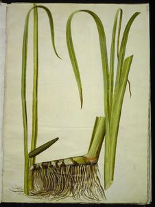 Acorus calamus (gewone kalmoes) door Hans Simon Holtzbecker