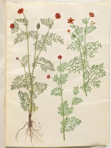 Adonis annua (herfst-adonis); Adonis aestivalis (zomer-adonis) door Hans Simon Holtzbecker