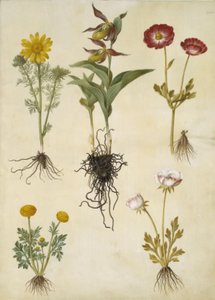 Adonis vernalis (voorjaarsadonis); Cypripedium calceolus (grote vrouwenschoen); Ranunculus asiaticus (tuinranonkel); Ranunculus (soort ranonkel)