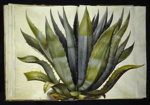 Amerikaanse agave