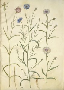 Agrostemma githago (bolderik); Centaurea cyanus (korenbloem)