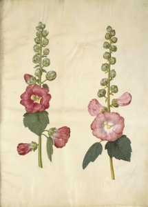 Alcea rosea (tuinstokroos) door Hans Simon Holtzbecker
