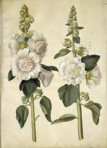 Alcea rosea (tuin-stokroos) door Hans Simon Holtzbecker