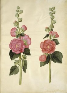 Alcea rosea (tuinstokroos)