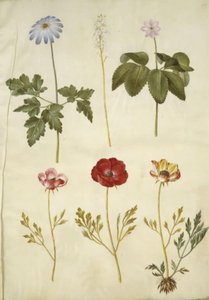 Anemone apennina; Tiarella cordifolia; Anemone trifolia; Ranunculus asiaticus door Hans Simon Holtzbecker