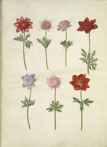 Anemone coronaria (kroonanemoon) door Hans Simon Holtzbecker