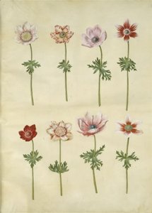 Anemone coronaria (Franse anemoon) door Hans Simon Holtzbecker