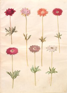 Anemone coronaria (Franse anemoon); Anemone ×fulgens (glanzende anemoon) door Hans Simon Holtzbecker