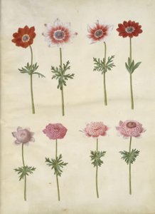 Anemone coronaria L. (Franse anemoon); Anemone pavonina (pauw-anemoon) door Hans Simon Holtzbecker