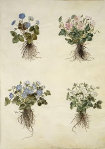 Anemone hepatica (blauwe anemoon) door Hans Simon Holtzbecker