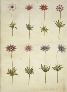Anemone pavonina (pauw-anemoon) door Hans Simon Holtzbecker