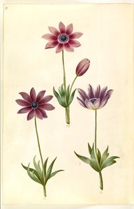 Anemone pavonina (pauw-anemoon)
