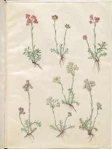 Antennaria dioica (gewone kattenpoot) door Hans Simon Holtzbecker