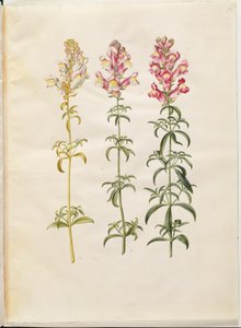 Antirrhinum majus (tuinleeuwenbek)