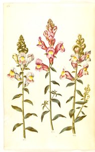 Antirrhinum majus (tuinleeuwenbek)