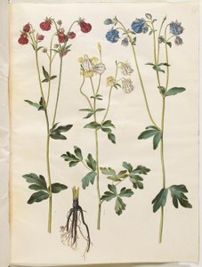 Aquilegia vulgaris (gewone akelei) door Hans Simon Holtzbecker