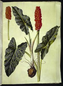 Arum italicum (Italiaanse aronskelk)