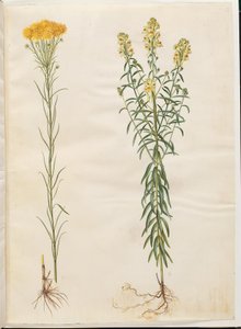Aster linosyris (goudhaar-aster); Linaria vulgaris (gewone vlasbekje)