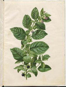 Atropa belladonna (wolfskers)