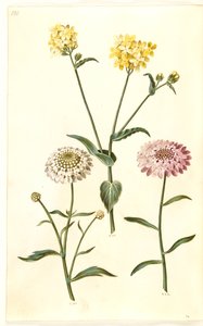 Brassica napus (koolzaad); Iberis amara (bittere scheefbloem) door Hans Simon Holtzbecker