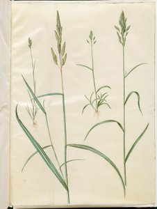 Bromus hordeaceus (zachte haver); Phalaris arundinacea (rietgras)