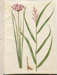 Butomus umbellatus (brudelys); Phragmites australis (gewone riet)