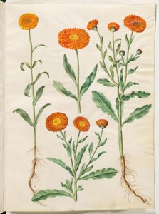 Calendula officinalis (tuin-goudsbloem)