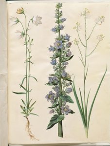 Campanula persicifolia (smalbladige klokje); Campanula pyramidalis (piramide-klokje); Anthericum ramosum (vertakte edderkopurt)