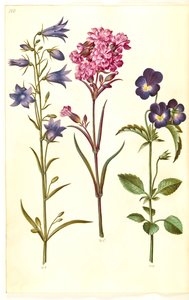 Campanula rotundifolia (kleine klokjesbloem); Silene viscaria (gewone pekbloem); Viola tricolor (driekleurig viooltje)