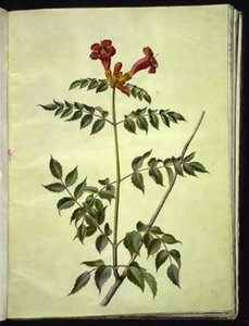 Campsis radicans (gewone trompetbloem)