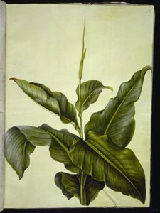Canna (kanna) door Hans Simon Holtzbecker