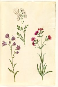 Cardamine pratensis (pinksterbloem); Campanula rotundifolia (?) (grasklokje); Silene vulgaris (?) (blaassilene)