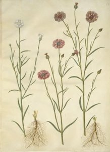 Centaurea cyanus (korenbloem)