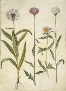 Centaurea montana (bergkorenbloem); Amberboa moschata (muskusdistel) door Hans Simon Holtzbecker