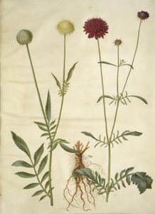 Cephalaria leucantha (witte schubkop); Scabiosa atropurpurea (weduwenbloem) door Hans Simon Holtzbecker