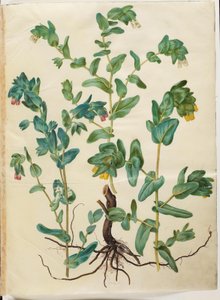 Cerinthe major (grote wasbloem)