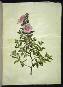 Cistus creticus door Hans Simon Holtzbecker