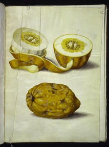 Citrus medica (cedraat) door Hans Simon Holtzbecker