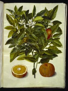 Citrus sinensis (sinaasappel) door Hans Simon Holtzbecker