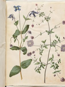 Clematis integrifolia (blauwe vaste plant clematis); Clematis viticella (Italiaanse bosrank) door Hans Simon Holtzbecker