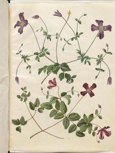 Clematis viticella (Italiaanse bosrank) door Hans Simon Holtzbecker