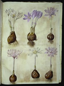 Colchicum autumnale (herfsttijloos) door Hans Simon Holtzbecker