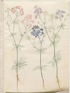 Consolida regalis (koren-ridderspoor) door Hans Simon Holtzbecker