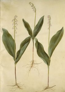 Lelietje-van-dalen (Convallaria majalis); Lelietje-van-dalen (variëteit van lelietje-van-dalen)