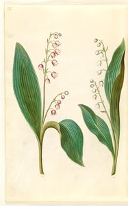 Convallaria majalis rosea (roze lelietje-van-dalen); Convallaria majalis (lelietje-van-dalen) door Hans Simon Holtzbecker