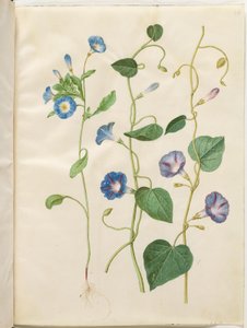 Convolvulus tricolor (driekleurige winde); Ipomoea purpurea (paarse winde) door Hans Simon Holtzbecker
