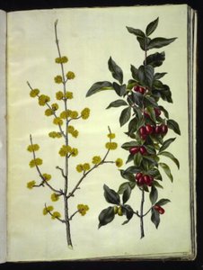 Cornus mas (gele kornoelje)