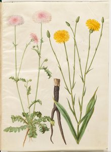 Crepis rubra (rode havikskruid); Scorzonera hispanica (tuinschorzoner) door Hans Simon Holtzbecker