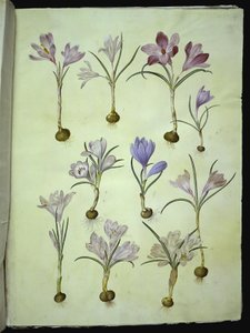 Crocus vernus (voorjaarskrokus) door Hans Simon Holtzbecker
