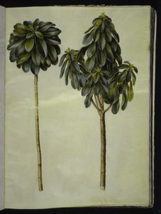 Daphne laureola (laurier-daphne)